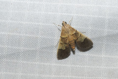 Syngamia latimarginalis