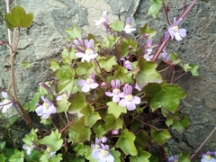 Cymbalaria muralis