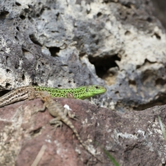 Lacerta strigata