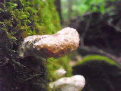 Calcipostia guttulata