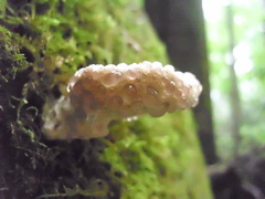 Calcipostia guttulata