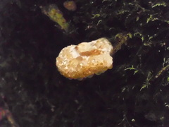 Calcipostia guttulata