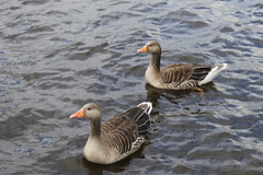 Anser anser
