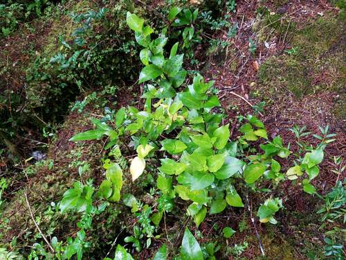 Griselinia racemosa (Griselinia racemosa)