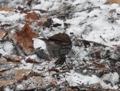 Passerella iliaca