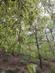 Prunus avium