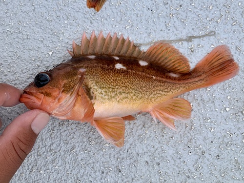 Honeycomb rockfish (Sebastes umbrosus) — Sebastidae — 3