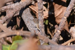 Prinia subflava