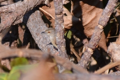 Prinia subflava