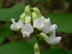 Lathyrus nevadensis
