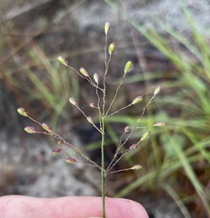 Dichanthelium malacon