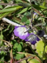 Phacelia patuliflora