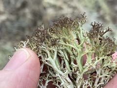 Cladonia multiformis