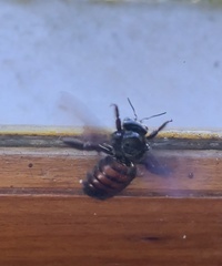 Xylocopa nigrocincta