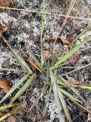 Dichanthelium malacon