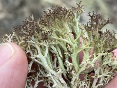 Cladonia multiformis