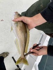 Caulolatilus princeps