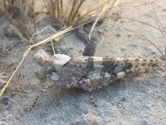 Trimerotropis pseudofasciata