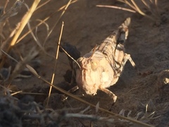 Trimerotropis pseudofasciata