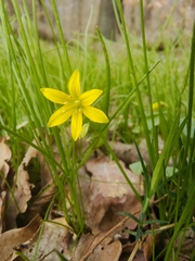 Gagea spathacea