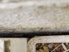 Vandeleuria oleraceus