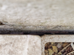 Vandeleuria oleraceus