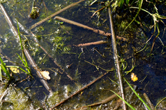 Anaxyrus boreas halophilus