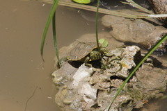 Trachemys venusta cataspila