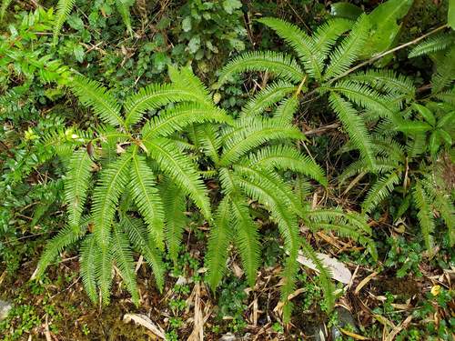 Sticherus squamulosus (Sticherus squamulosus)