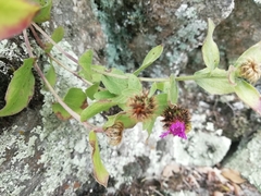 Centaurea pectinata