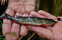 Esox americanus