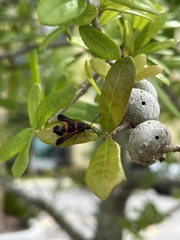 Synanthedon sapygaeformis