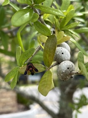 Synanthedon sapygaeformis