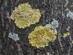 Xanthoria parietina