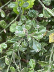 Baccharis glomeruliflora image