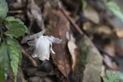 Monotropastrum humile glaberrimum