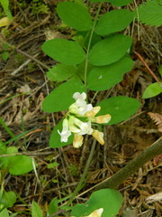 Lathyrus nevadensis