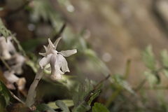 Monotropastrum humile glaberrimum