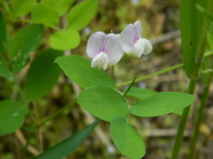 Lathyrus nevadensis