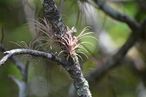 Image of Tillandsia variabilis by (c) Josiah Londerée, some rights reserved (CC BY)