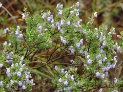 Conradina canescens image