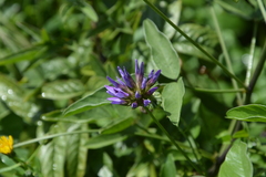 Bituminaria bituminosa