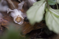 Monotropastrum humile glaberrimum