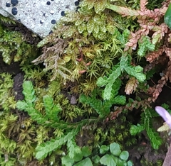 Selaginella denticulata