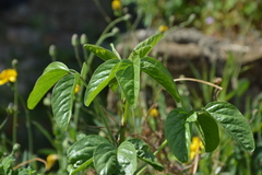 Bituminaria bituminosa