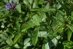 Bituminaria bituminosa