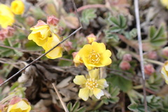 Potentilla incana