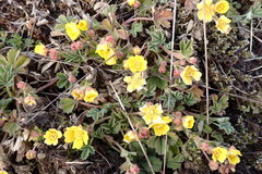 Potentilla incana