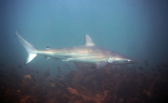 Carcharhinus obscurus