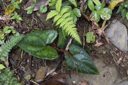 Image of Asarum Albomaculatum (Asarum albomaculatum) by (c) Licheng Shih, some rights reserved (CC BY)